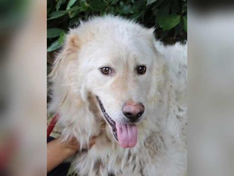 Pinturicchio - Finde den Fehler!