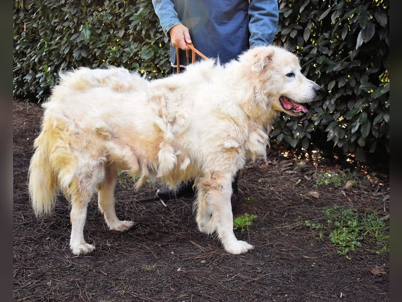 Apolonio - möchte für seine Menschen ein Fels in der Brandung sein