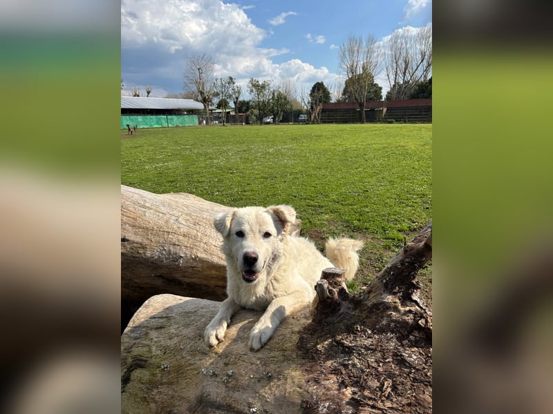 Cornelius - Woher soll er es können?