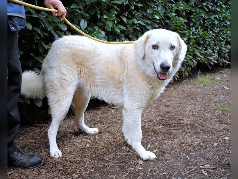 Damarius - niemals ist eine schrecklich lange Zeit