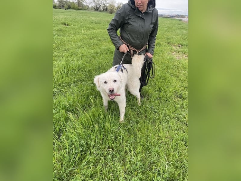 Cornelius - ein junger Rüde mir Herz, Köpfchen und Tatendrang