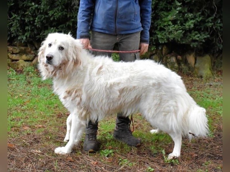 Aristodemo - nicht nur Schall und Rauch