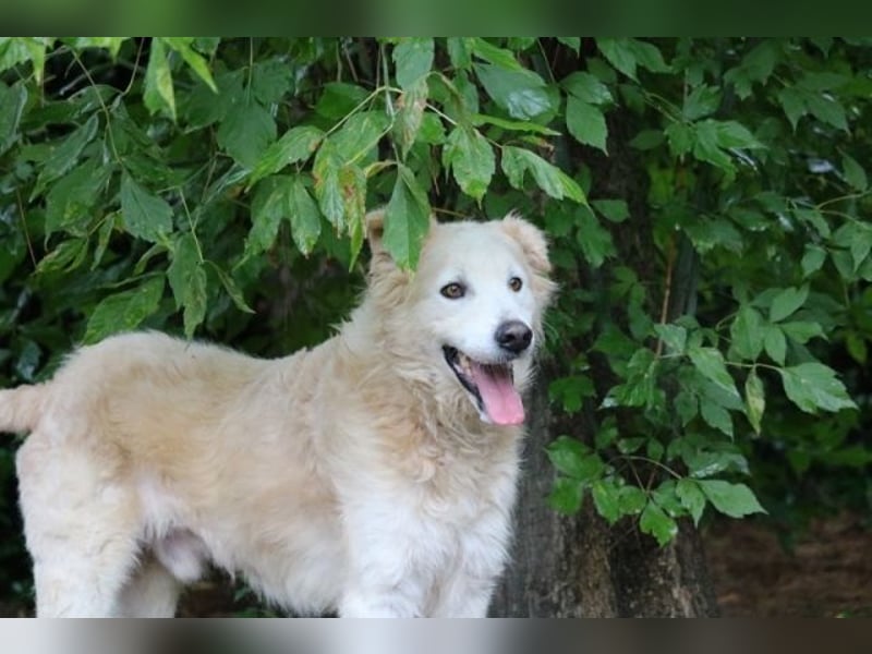 Dominico - Die Stimme des Windes