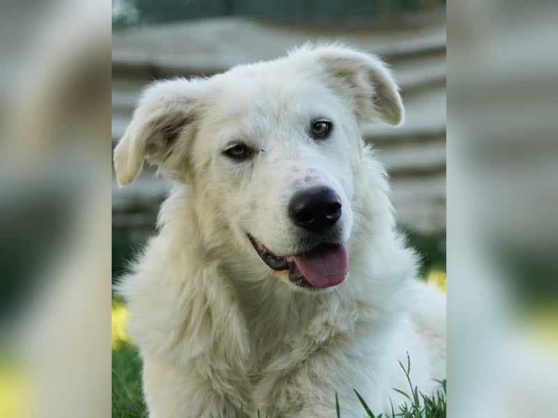 Mulan - eine weiße Herzensbrecherin und ihre drei Schwestern