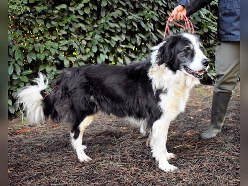 Hindah - Dreieinhalb Sommersprossen