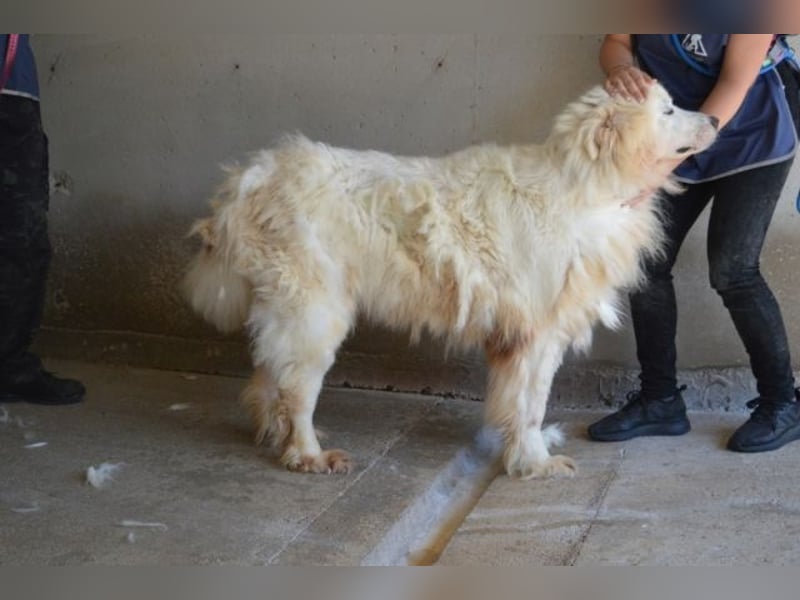 Jaafar - Der sanfte Riese Jaafar - Der sanfte Riese