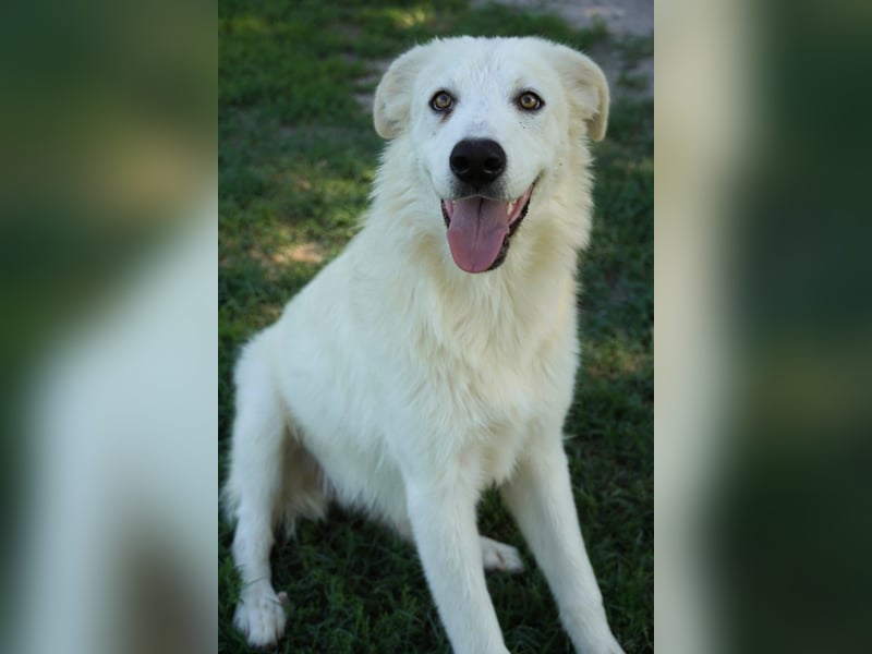 Mira - eine weiße Herzensbrecherin und ihre drei Schwestern