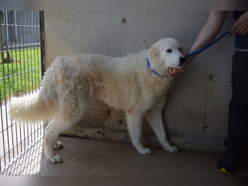 Amaya - So schön und so schrecklich?