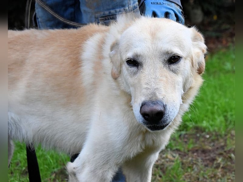 Yannick - SOS- Dringend Pflegestelle oder Zuhause gesucht - verloren zwischen Angst und Bindung