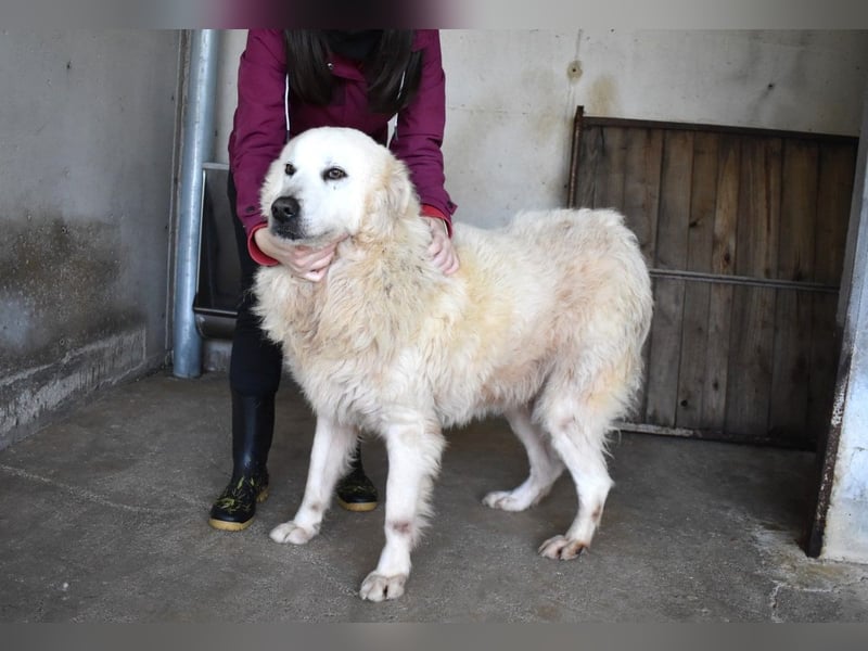 Daigle - "Tauschen Sie den Rest Ihres Zögerns gegen den Rest meines Lebens!"