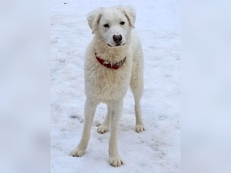 Bullo - weißer Eisbär mit sanfter Seele