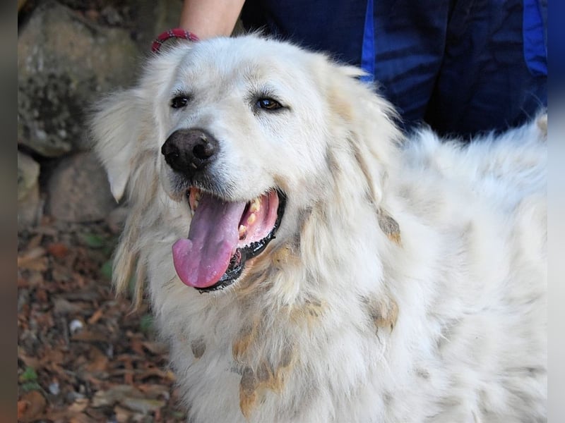 Aristodemo - nicht nur Schall und Rauch