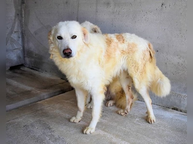 Folquet - Für immer zusammen?