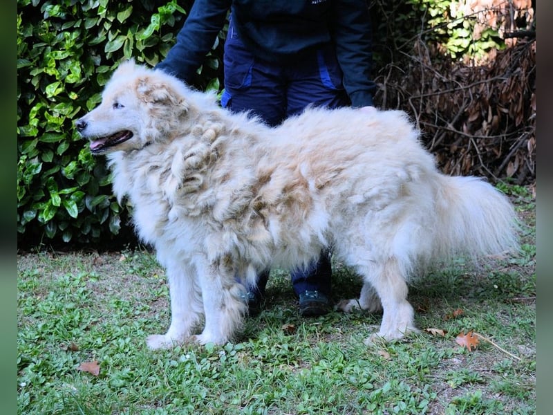 Dominico - Die Stimme des Windes