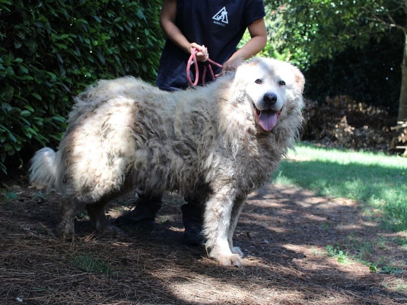 Noak - Alles nur Wunschdenken... ?
