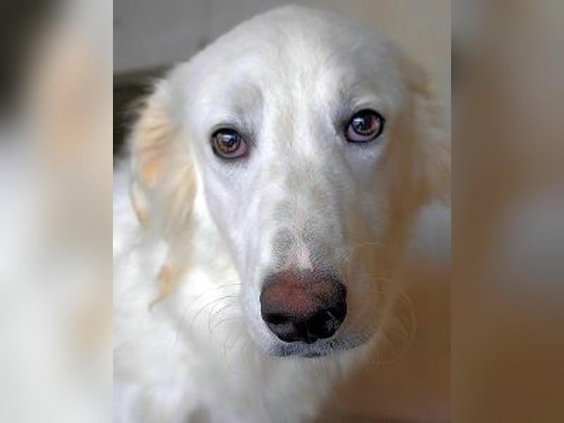 Hadrianus - weiß, es wird einmal ein Wunder gescheh'n