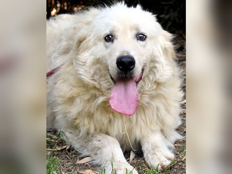 Archimede - sucht freundliche Aufnahme