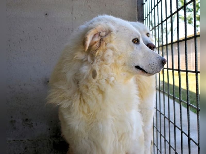 Folquet - Für immer zusammen?