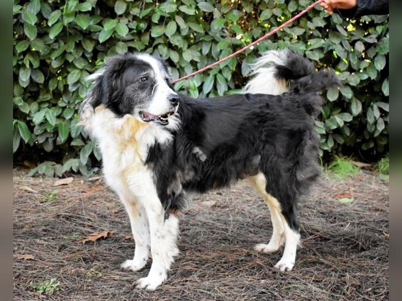 Hindah - Dreieinhalb Sommersprossen