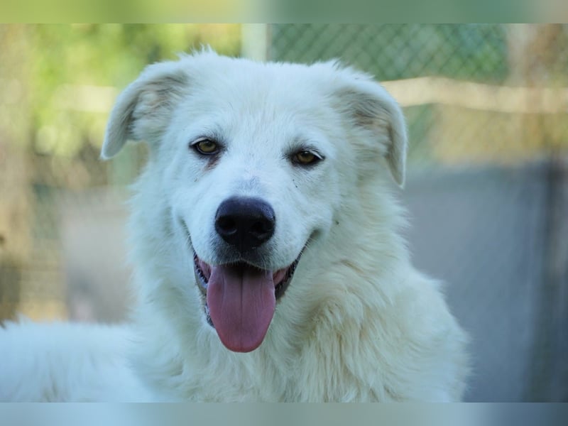 Mira - eine weiße Herzensbrecherin und ihre drei Schwestern