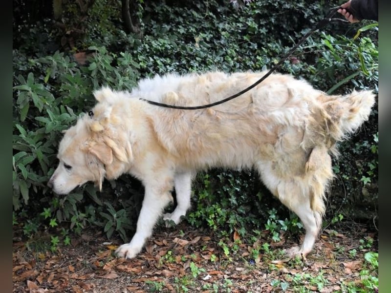 Eluard - Hoffnung auf echte Freundschaft!