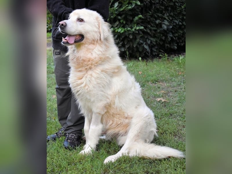 Balvin - kleiner Großer