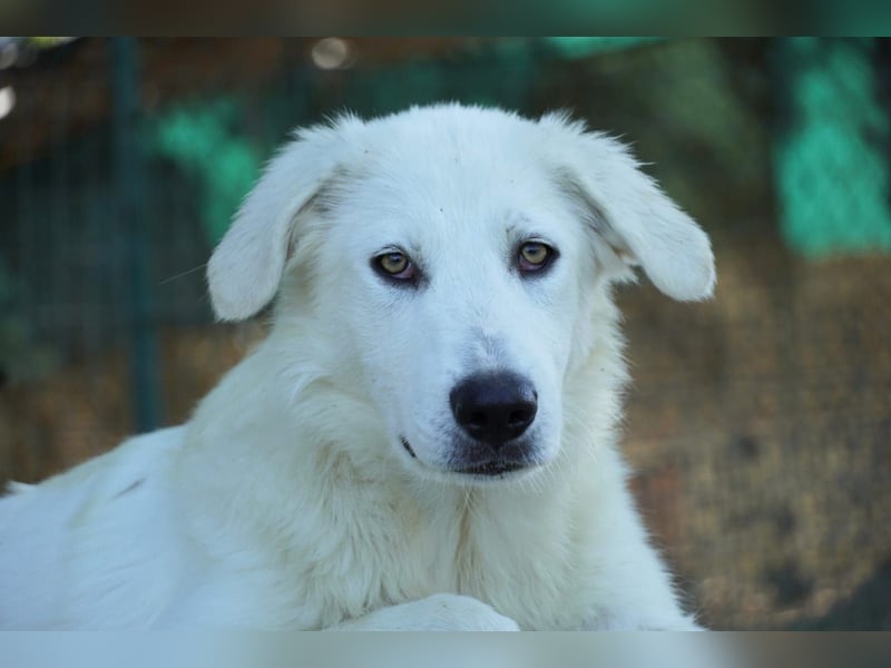 Madea - eine weiße Herzensbrecherin und ihre drei Schwestern