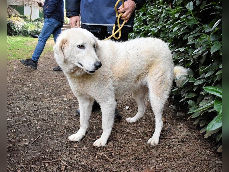 Damarius - niemals ist eine schrecklich lange Zeit