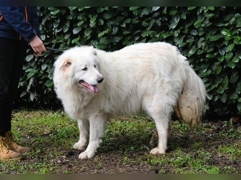 Hadriano - Viel mehr als nur einer unter vielen!