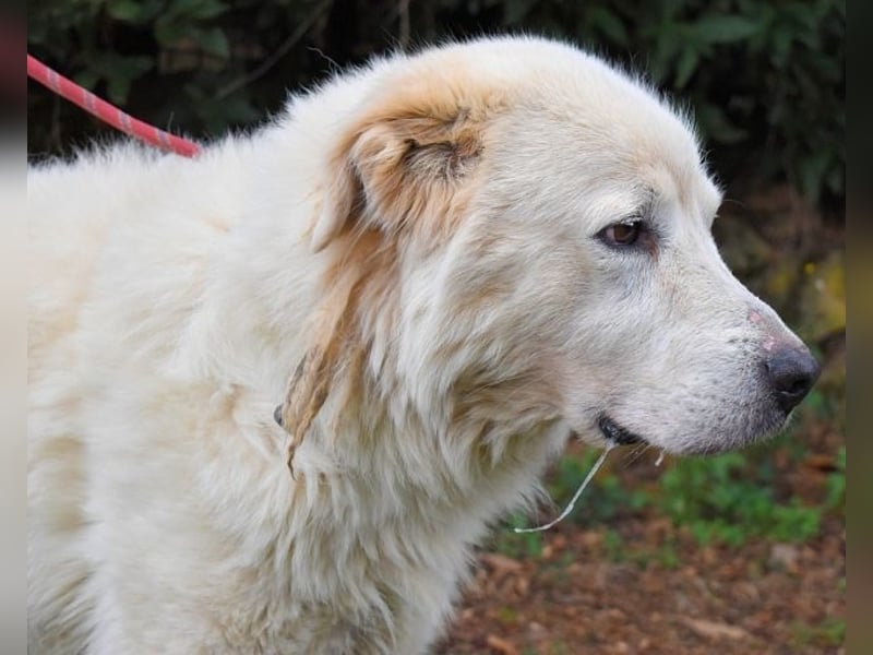 Apolonio - möchte für seine Menschen ein Fels in der Brandung sein