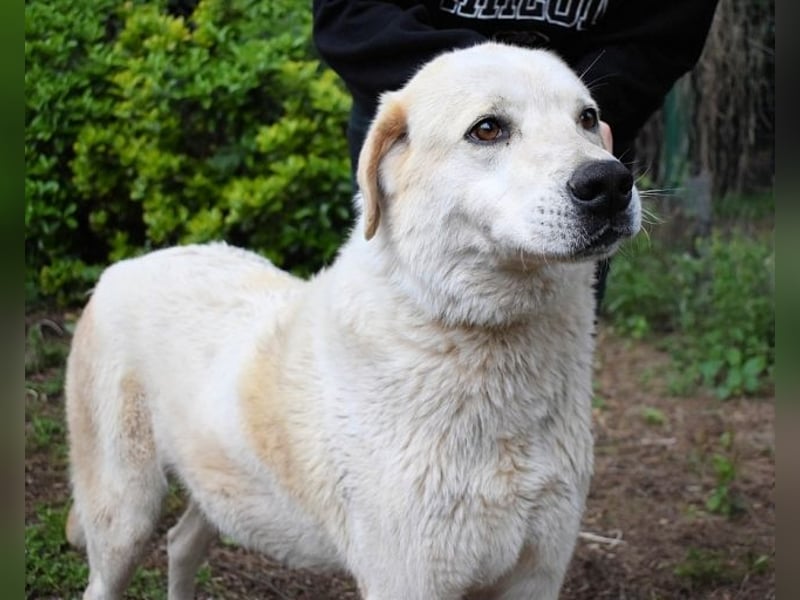 Neeko - Traumhund sucht Traummenschen