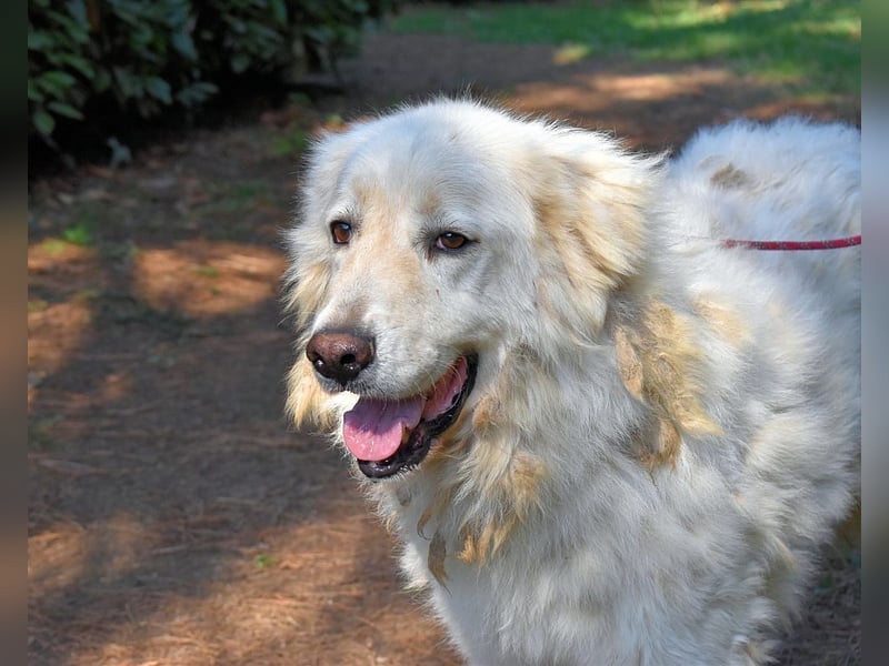 Aristodemo - nicht nur Schall und Rauch