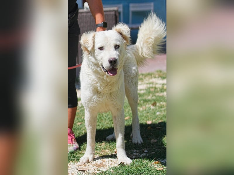 Cornelius - ein junger Rüde mir Herz, Köpfchen und Tatendrang