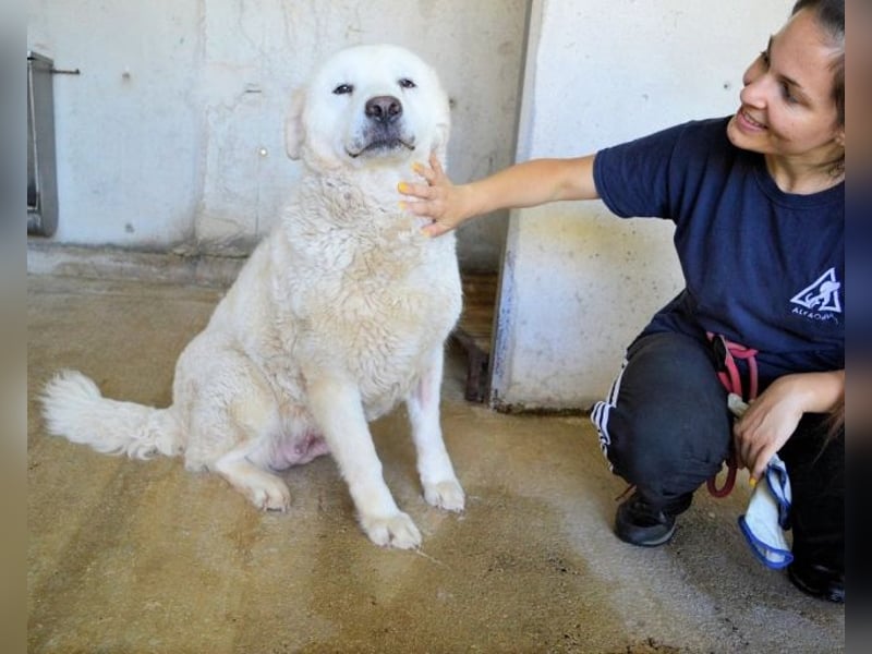 Eskie - aber bitte mit Sahne ins Glück!