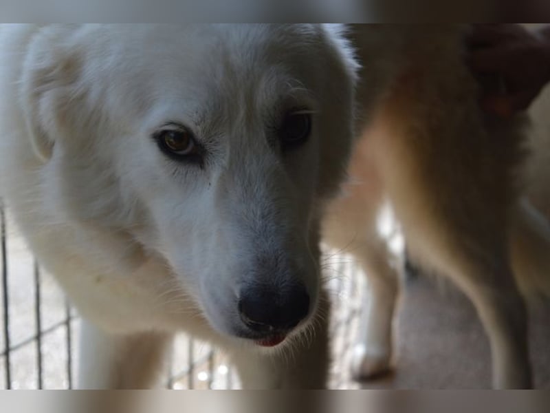 Amaya - So schön und so schrecklich? Amaya - So schön und so schrecklich?