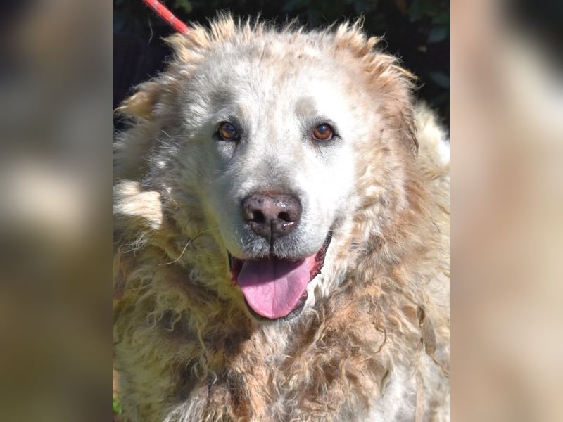 Noak - Alles nur Wunschdenken... ?