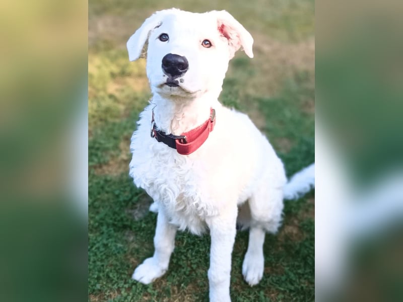 Bullo - weißer Eisbär mit sanfter Seele