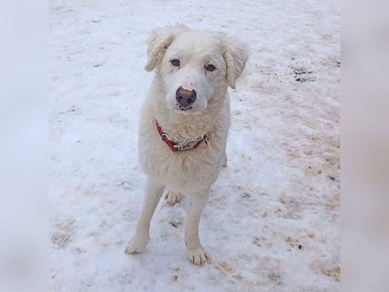 Bullo - weißer Eisbär mit sanfter Seele