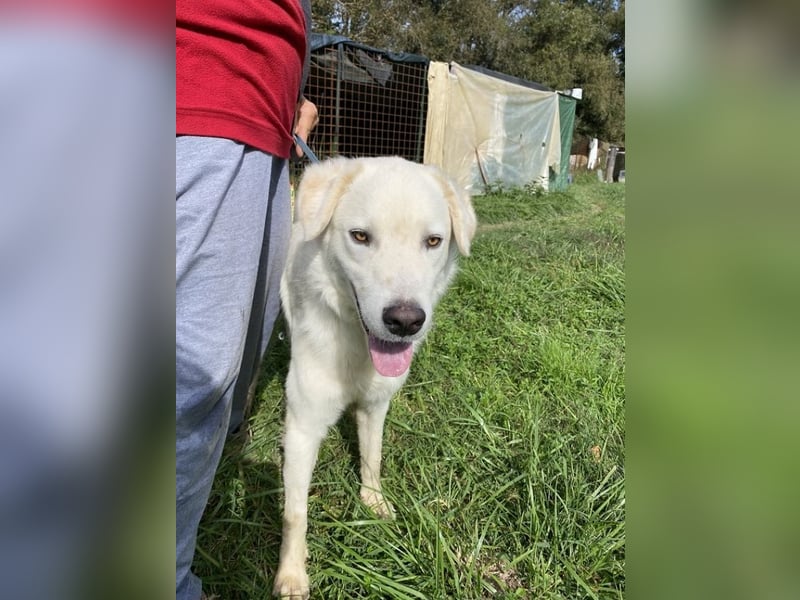 Boss - Wenn ein Name täuscht und ein Herz gewinnt