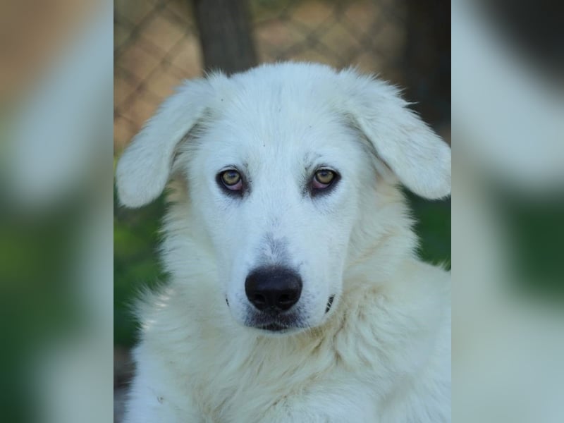 Madea - eine weiße Herzensbrecherin und ihre drei Schwestern