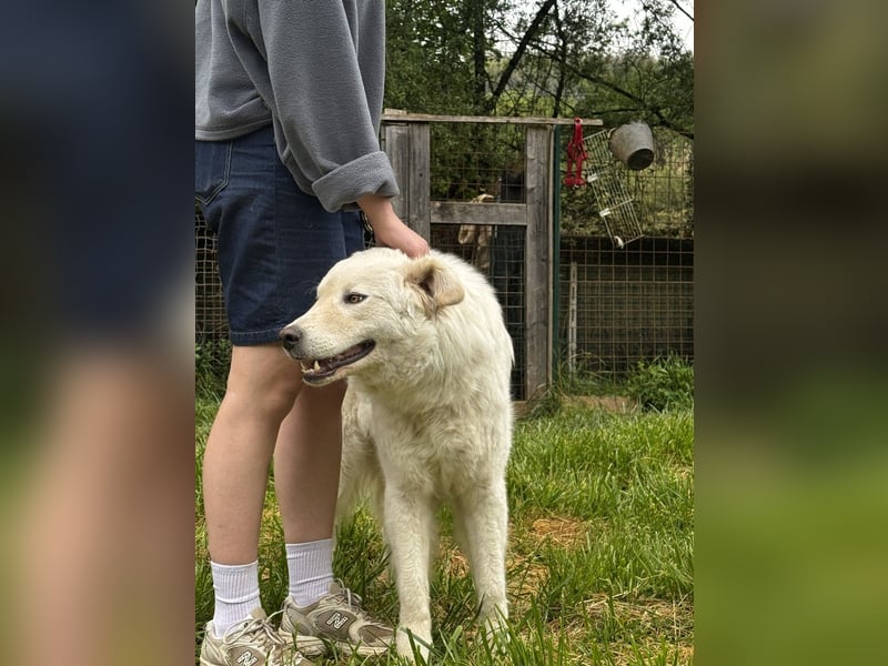 Boss - Wenn ein Name täuscht und ein Herz gewinnt