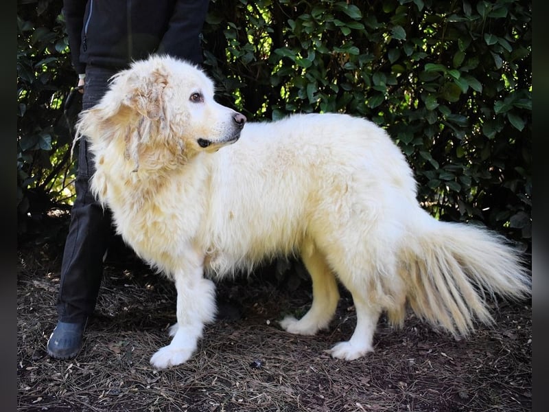 Balvin - Andere schauen bis zum Horizont