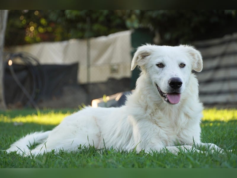 Mulan - eine weiße Herzensbrecherin und ihre drei Schwestern