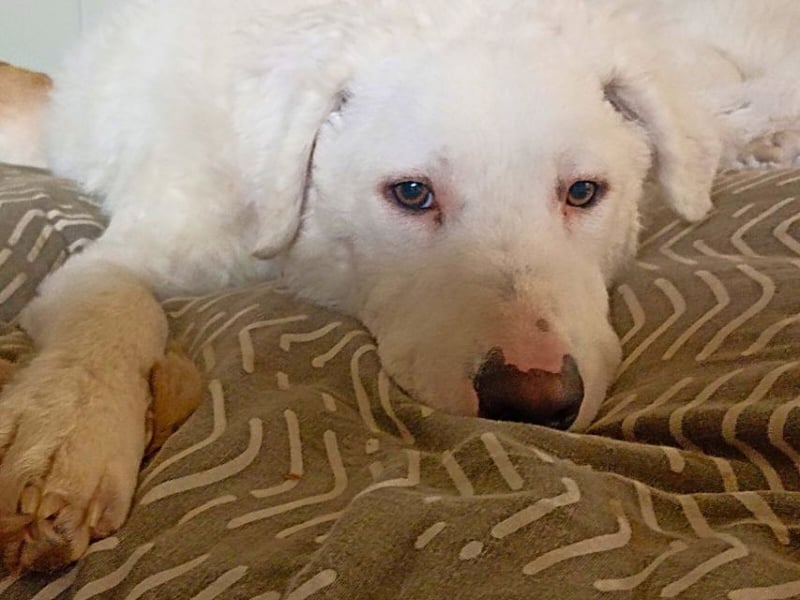 Bullo - Jede Menge tolle Dinge....