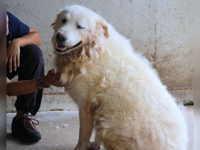 Eskie - aber bitte mit Sahne ins Glück!