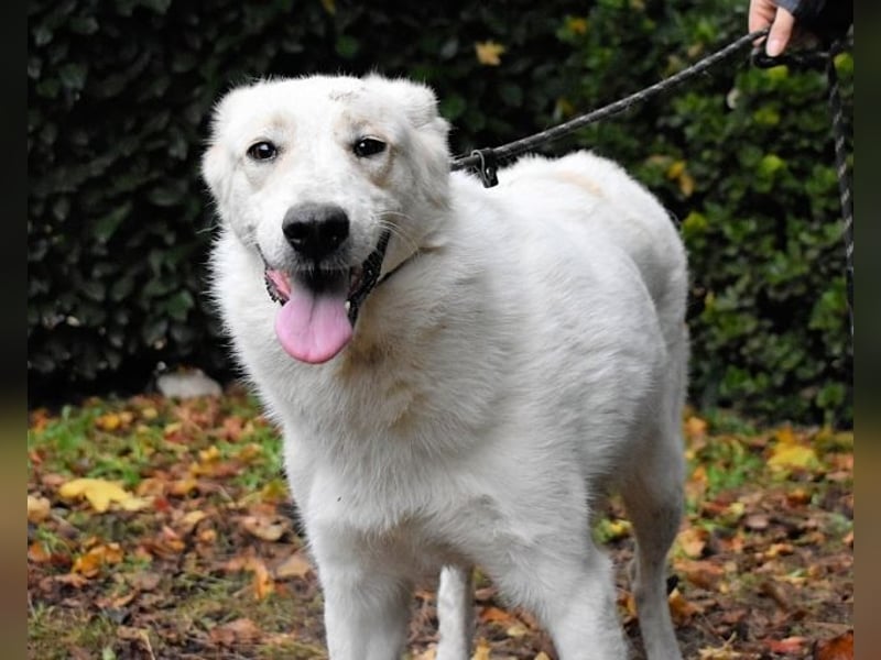 Yasmine - freundlicher Sonnenschein sucht sonniges Plätzchen