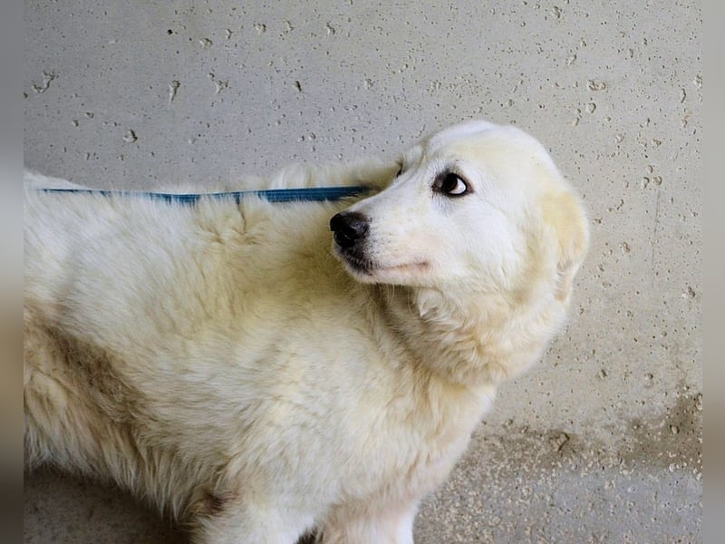 Amaya - So schön und so schrecklich?