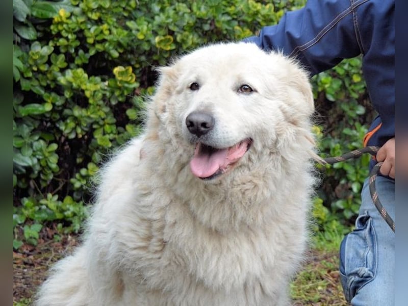 Tallulah - Grandezza auf vier Pfoten!