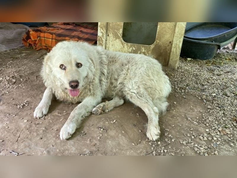 Luke - geboren, um zu schützen...