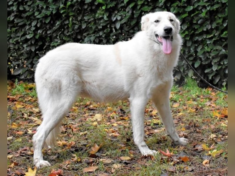 Yasmine - freundlicher Sonnenschein sucht sonniges Plätzchen